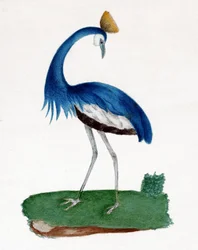 Garza crestada