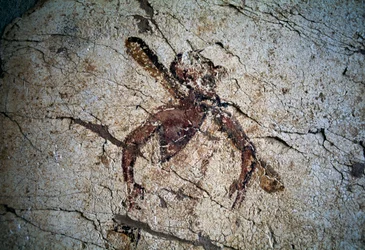 Fresco, isla de Kos, Grecia