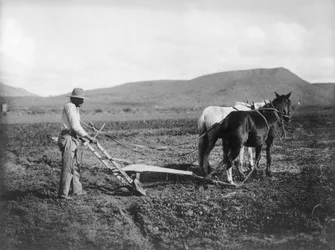 Indio arando su tierra, Reserva India de Sacaton, Arizona, c.1909