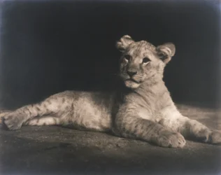 Cachorro de león