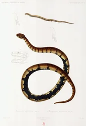 Lagarto y serpiente con capucha, Argelia