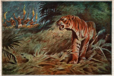 Tigre devorador de hombres