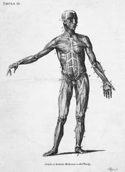 Músculos, estructura muscular humana, c 1850s
