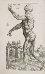 Músculos Vista lateral de los músculos superficiales del cuerpo humano masculino
