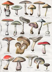 Hongos