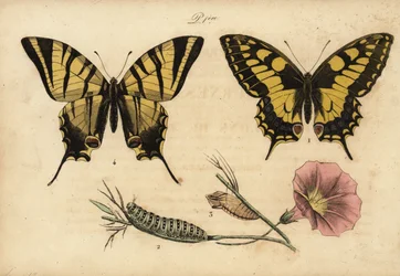 Macaón, Papilio machaon 1,2,3 y escaso macaón, Iphiclides podalirius 4