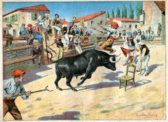 Toros en Camarga