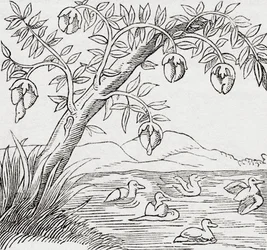 El árbol de los pájaros