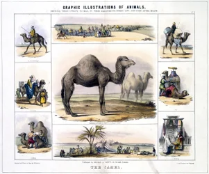El camello, c. 1845