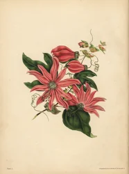 La pasionaria racemosa, Passiflora racemosa, Superstición religiosa