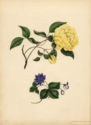La rosa de China perfumada, Rosa chinensis, Infidelidad; La hepática azul, Hepatica nobilis, Confianza
