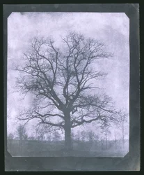 Árbol en invierno, mediados del siglo XIX