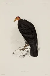Buitre de pavo, Chile