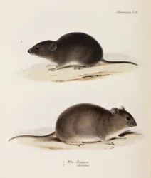 Dos tipos de ratón, c. 1832-1836