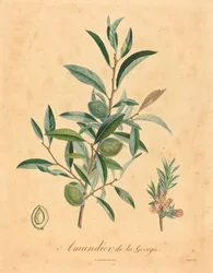 Almendro de Georgia