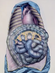 Anatomía del intestino grueso, de Manuel d
