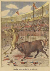 Combate entre un león y un toro