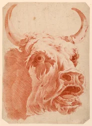 Cabeza de una vaca