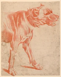 La parte delantera de un perro
