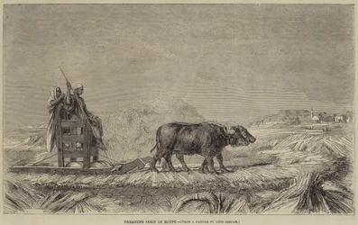 Pisando maíz en Egipto