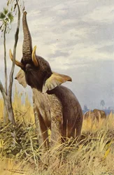 Elefante africano