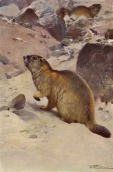 Marmota Alpina
