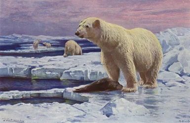 Oso polar