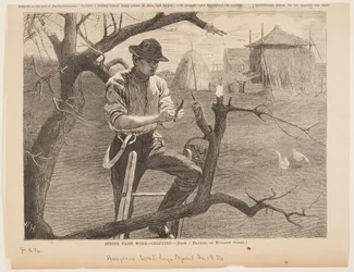 Trabajo de Primavera en la Granja – Injerto