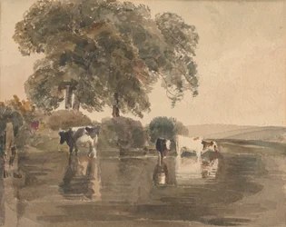 Vacas en una piscina