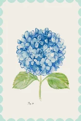 Ilustración de una hortensia azul