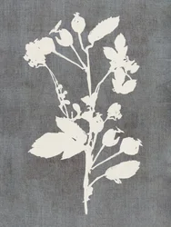 Silueta botánica de rosa