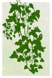 Vegetación en cascada