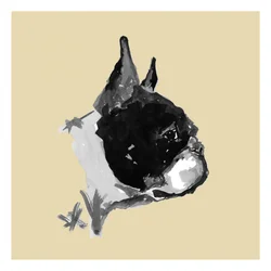 Retrato expresivo de un Boston Terrier