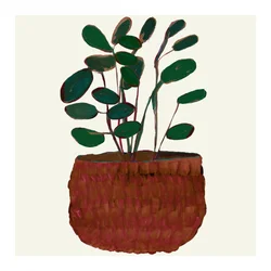 Planta de interior en maceta de Lush
