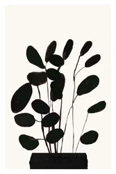 Planta de interior minimalista