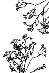 Ramas minimalistas en tinta