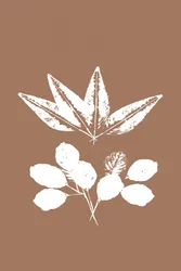 Siluetas de hojas orgánicas