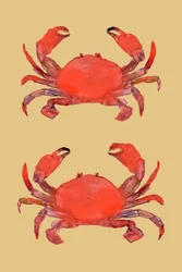 Cangrejos rojos de colores vivos