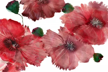 Amapolas de un rojo intenso