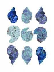 Conchas marinas de colores vivos