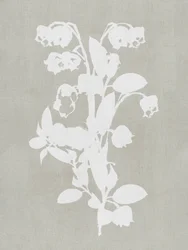Flores botánicas blancas