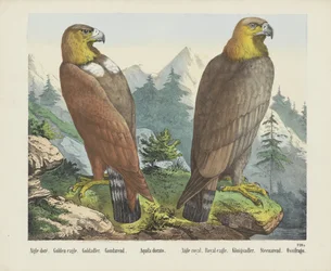 Águila doré. / Águila dorada. / Goldadler. / Goudarend. / Aquila dorado. / Águila real. / Águila real. / Königsadler. / Steenarend. / Ossifrago (título sobre objeto)
