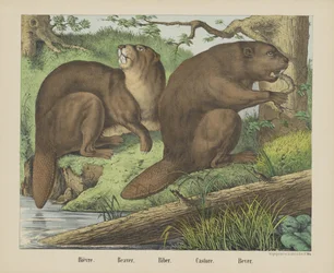 Bièvre. / Castor. /Biber. / Castor. / Bever (título sobre el objeto)