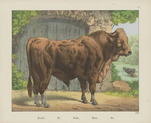 Boeuf. / Buey. / Ochs. / Arriba. / Os (título sobre el objeto)