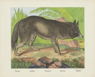 Chacal. / Chacal. / Schakal. / Sciacal. / Jakhals (título en el objeto)