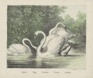 Cisnes. / cigarrillos. / Cisnes. / Cisnes. / Zwanen (título sobre objeto)