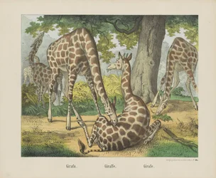 jirafa / Jirafa. / Girafe (título sobre objeto)