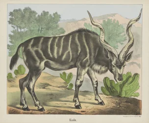 Kudu (título sobre objeto)