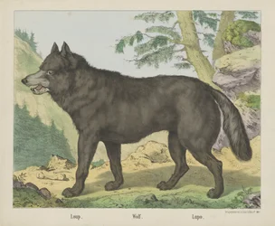 Loup. / Lobo. / Lupo (título sobre objeto)