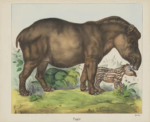Tapir (título en objeto)